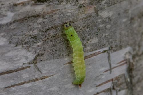 Boudinotiana notha